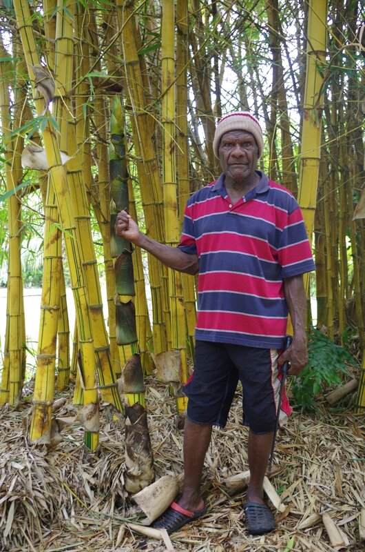 photo 5- Jymmi montrant un turion de Bambusa vulgaris 'Striata' en Nouvelle-Caledonie