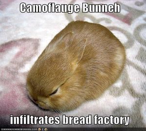 funny_pictures_bread_camoflauge_bunny