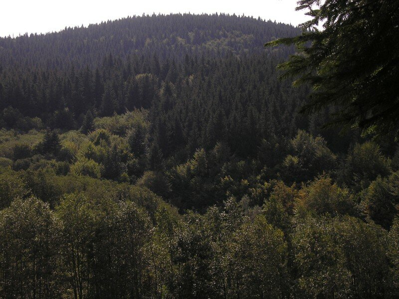 Forest near Brasov