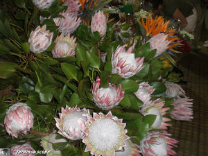 9037_Proteas
