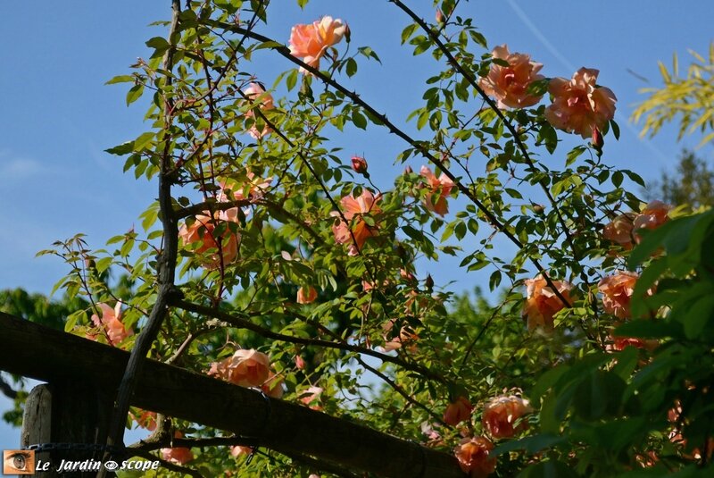 Rosier-Fortune-double-yellow-3