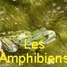 LES AMPHIBIENS