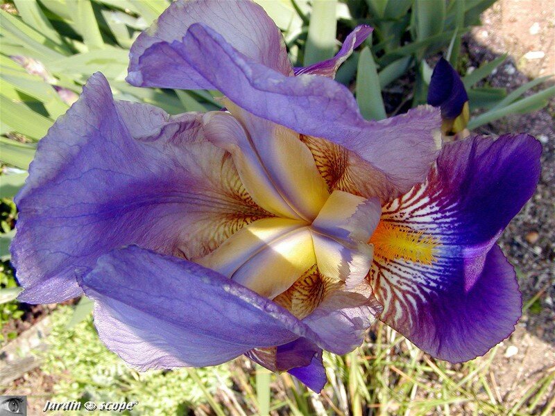 Iris Nigth Edition
