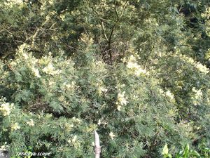 9015_Mimosa_des_4_saisons