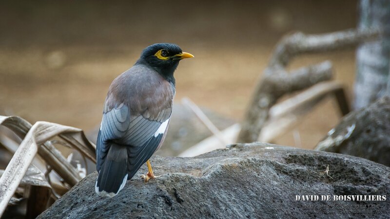 Martin triste (Acridotheres tristis) - Île Maurice