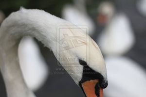 swan_by_victoria_moloko-d46t3x0