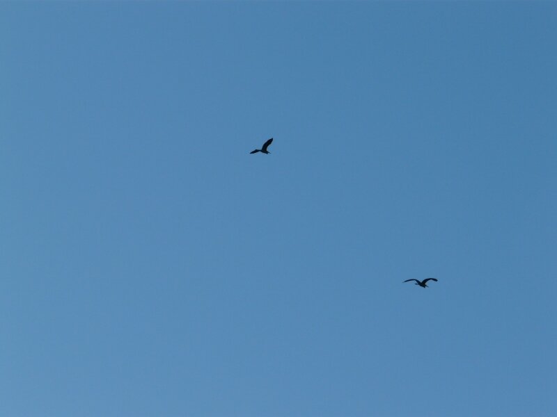 dans le ciel pur de l'hiver