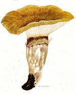 IHx1 pl 16 n 94_Catathelasma imperiale