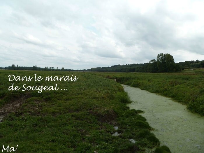 140809_marais_sougeal0