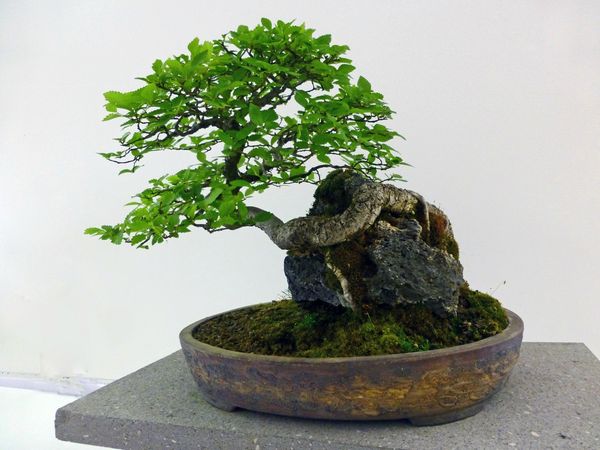 bonsai