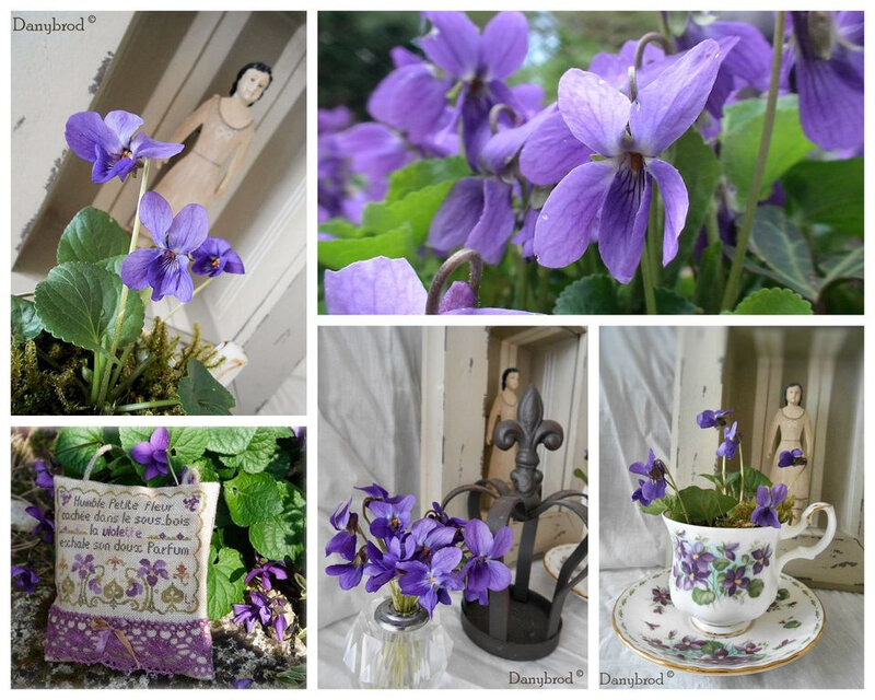 fevrier violette
