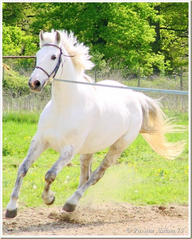 Dressage des chevaux 14 