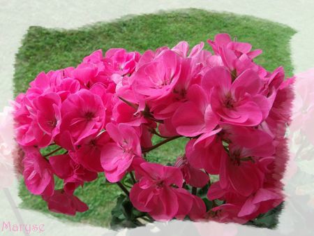 géraniums roses le 5 juillet 2012