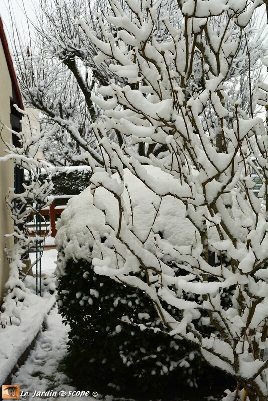 Viburnum-tinus-2