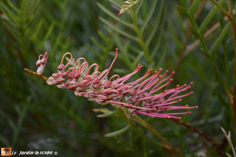 Grevillea-Ivanohé