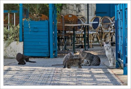 ville_passerelle_chats_2_16