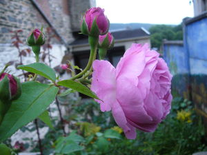 rose_ancienne_du_jardin_2