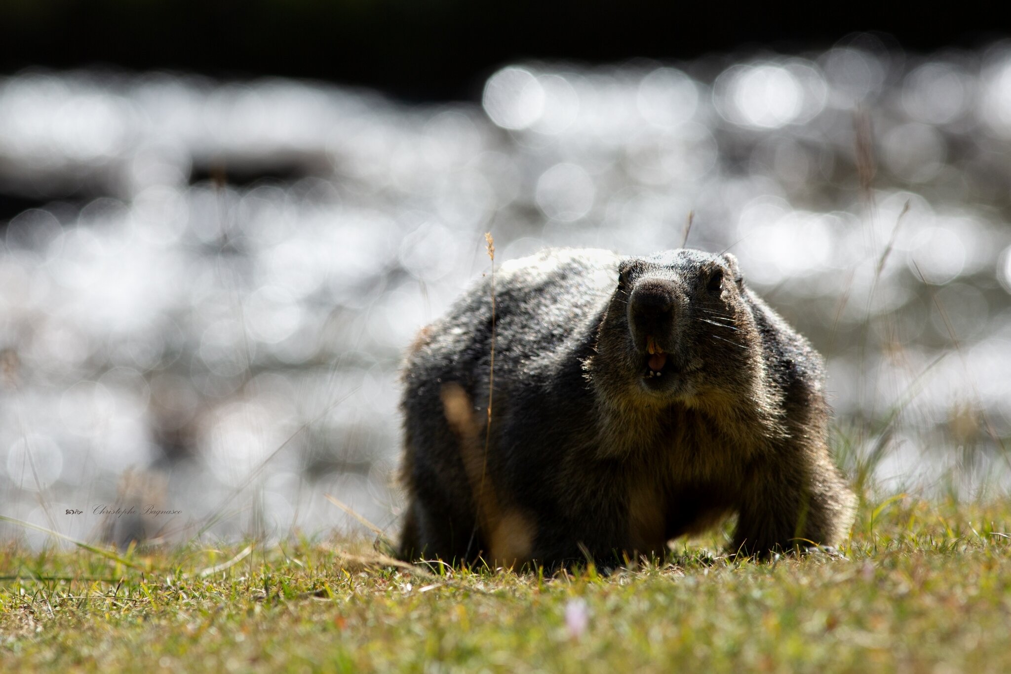Du bokeh pour les Marmottes