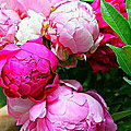 Guidance des pivoines roses - La douceur, la force des gens inspirés