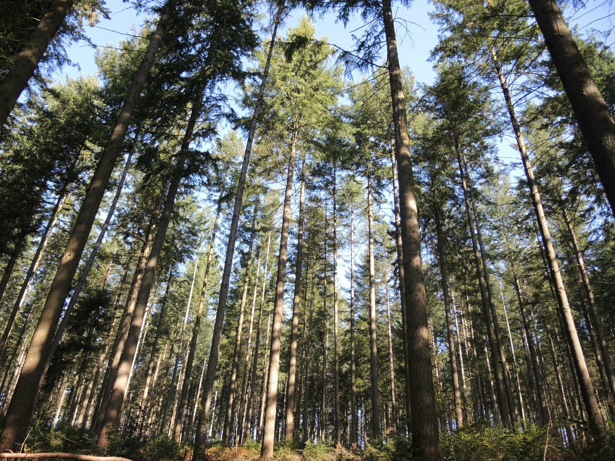 Corancy, forêt de grands sapins (58)