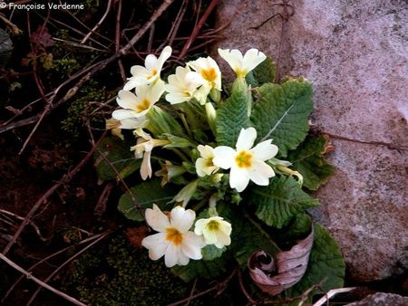 FV-primeveres communes blanches2823