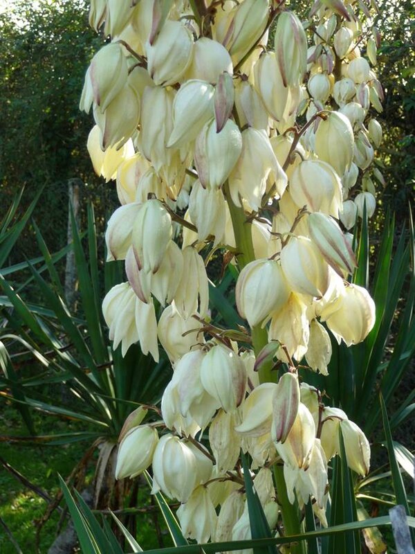 yucca 2