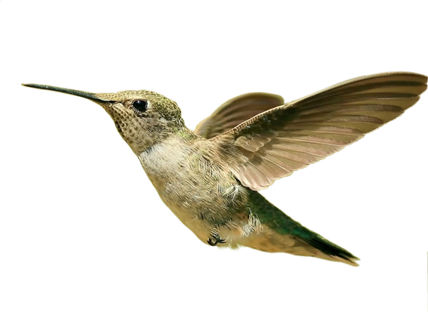 hummingbird_387