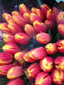 tulipes rougejaune