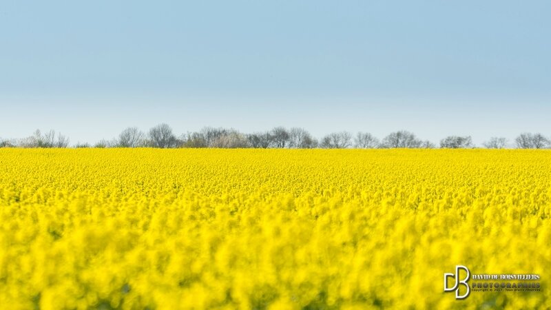 _DSC8428