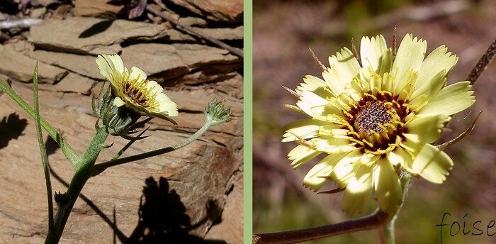 Involucre à 2 types de bractées fleurs toutes ligulées