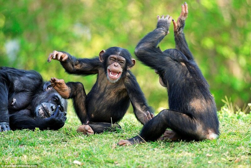 chimps laughing