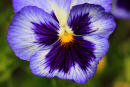 Fleur papillon