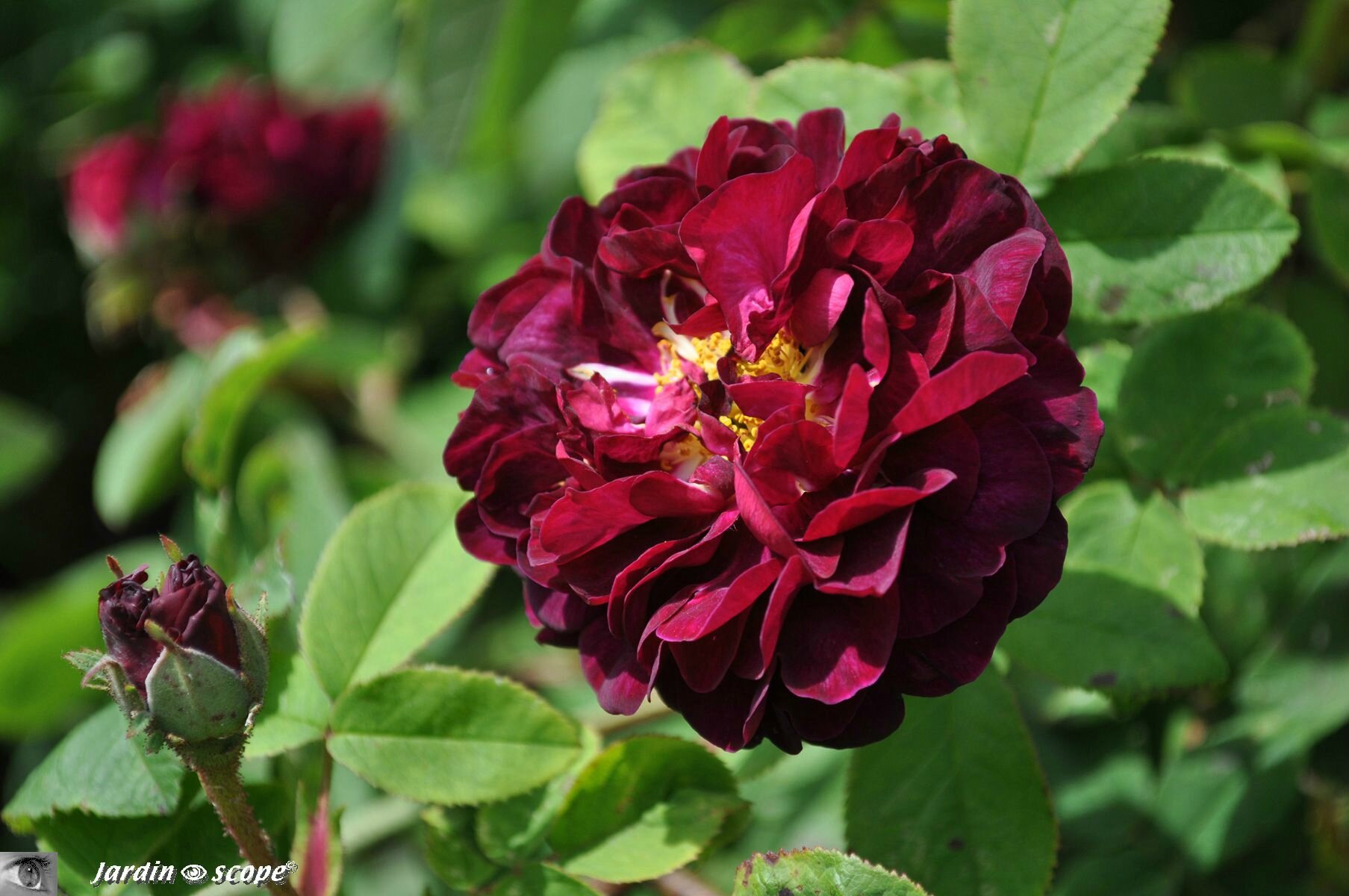 Rosier Tuscany Superb
