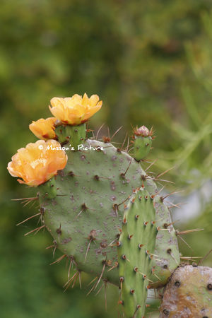 fleur_de_cactus_copie