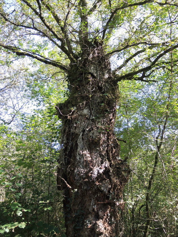 Ainhoa, arbre tronc (64)