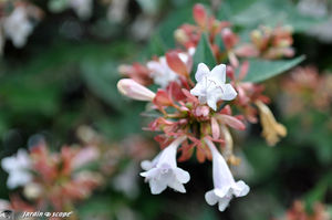 Abelia_2