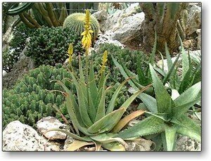 AloeVera