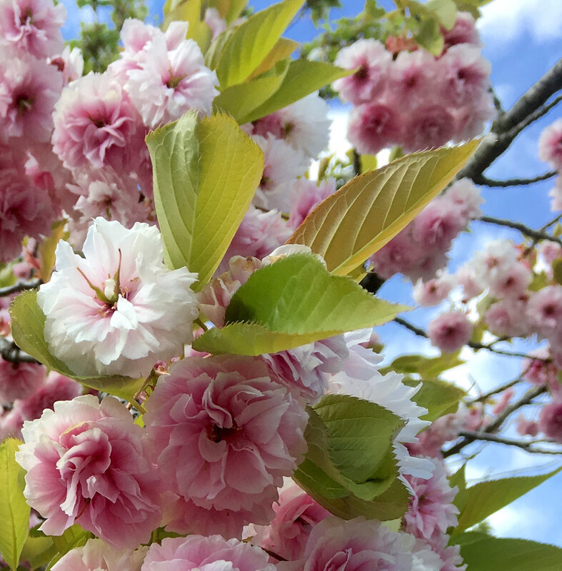 Cerisier japonais (3)