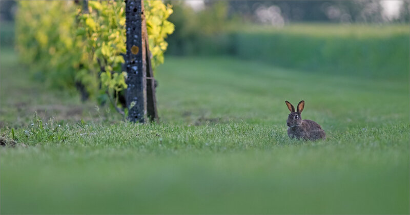 plaine lapins matin 190518 ym 3