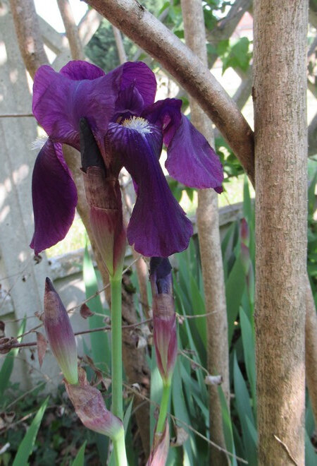 201904 Iris violet dans la hair