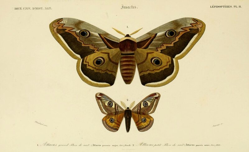 Dessin insectes papillon paons de nuit - http://informations-documents.com/