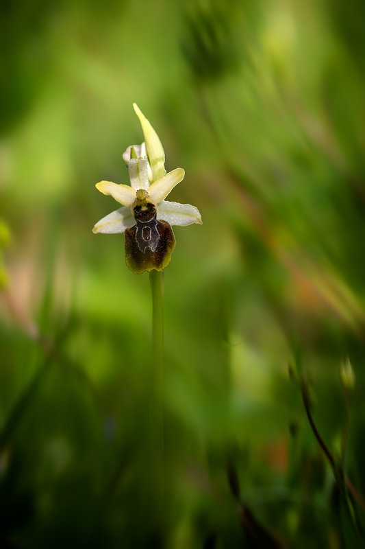 ophrys-4