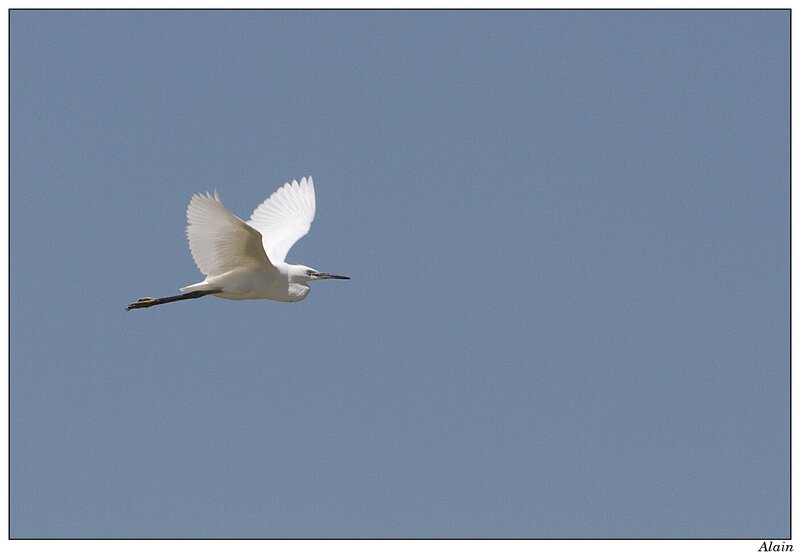 oiseaux de la dombes