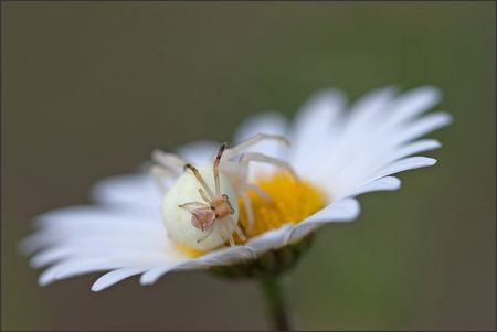 Torfou_thomise_accoupl_2_marguerite_010511