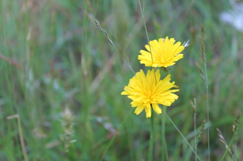 168-Fleurs à Gujan-Mestras, Juin 2014