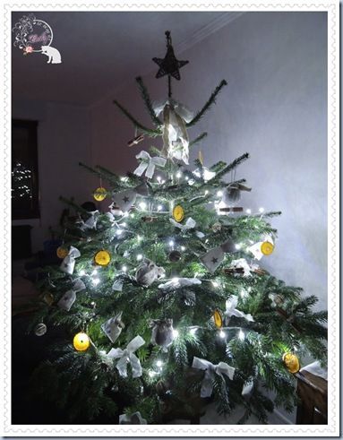 sapin nuit