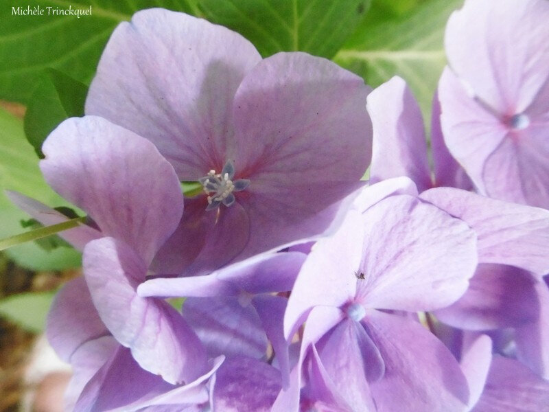 1-Fleurs de Léon 030719