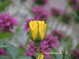 Roses jaune_2012