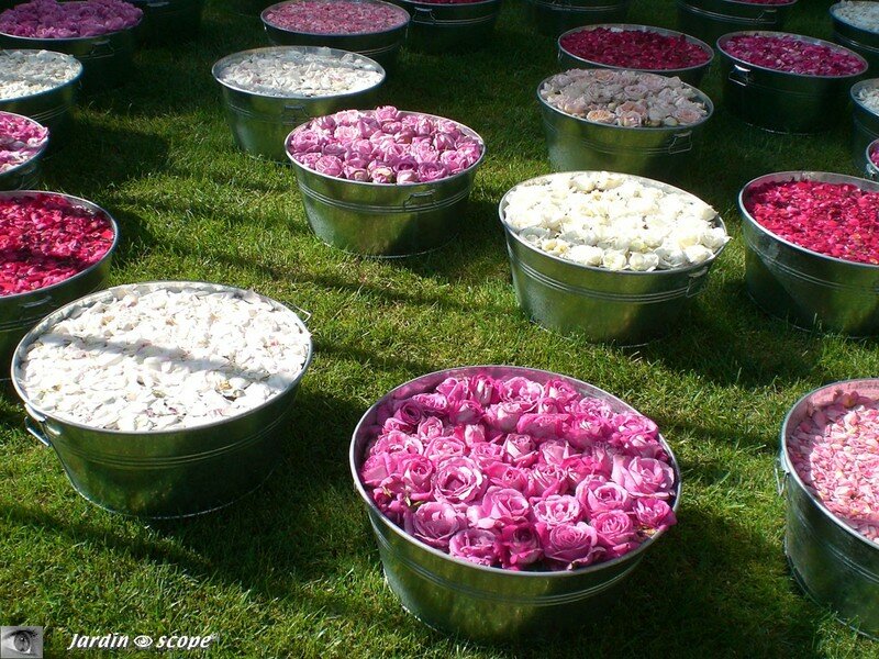 Pétales de rose à fleur d'eau