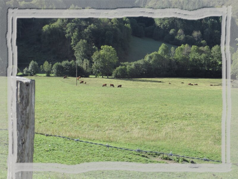 cantal__tournemire_vaches